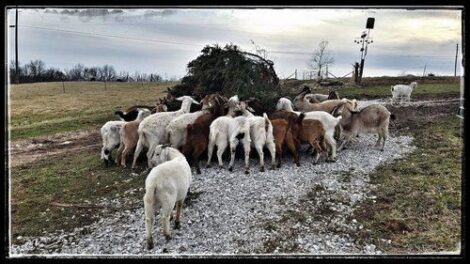 Farming Smarter, Not Harder, Part 2: Herd Size and a Farm Business Plan Image